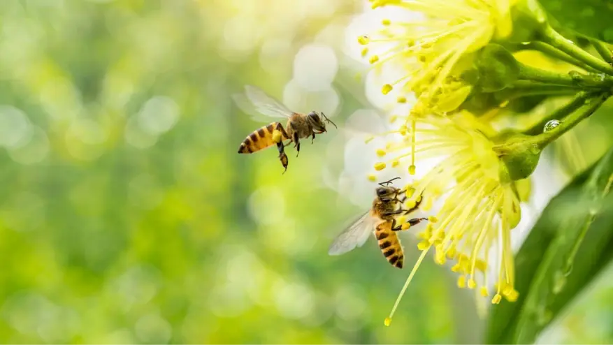 Why Pollen and Insect Protection Can Support Everyday Comfort
